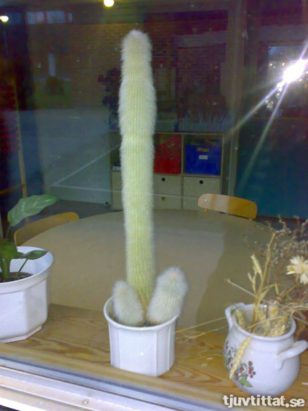 Reslig kaktus på dagis