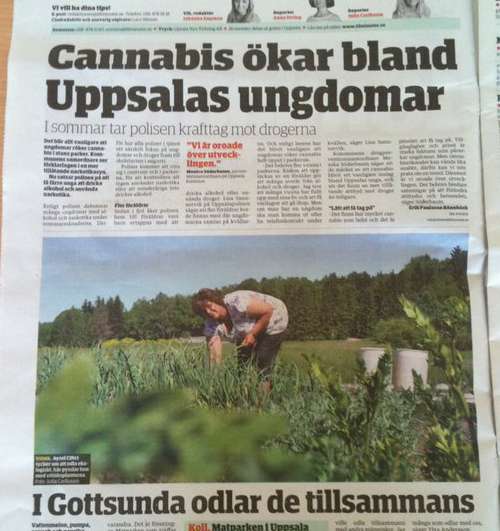 cannabis_uppsala